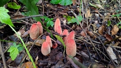 Balanophora laxiflora
