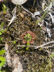 Drosera pulchella