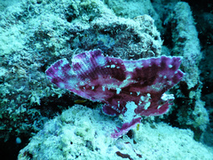 Taenianotus triacanthus