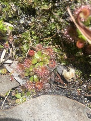 Drosera pulchella