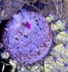 Melocactus curvispinus