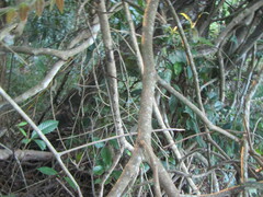 Magnoliopsida