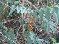 Magnoliopsida