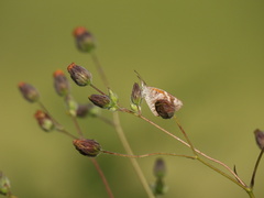 Libytheana carinenta mexicana