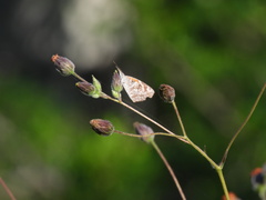Libytheana carinenta mexicana