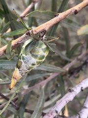 Rabdophaga strobiloides