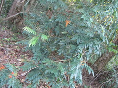 Magnoliopsida