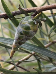 Rabdophaga strobiloides