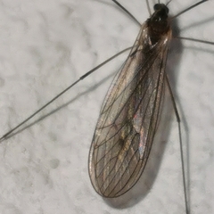 Tipulomorpha