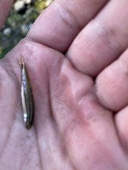 Pimephales notatus