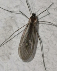 Tipulomorpha