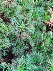 Artemisia morrisonensis