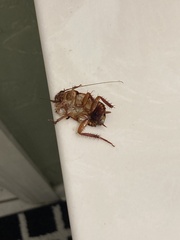 Periplaneta americana