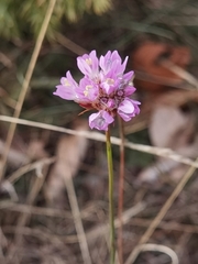 Armeria arenaria