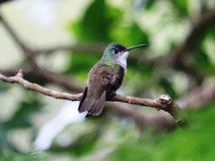 Saucerottia cyanocephala
