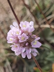 Armeria arenaria