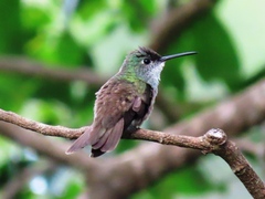 Saucerottia cyanocephala