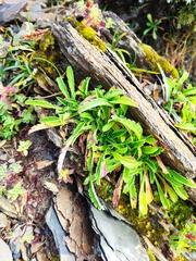 Scabiosa lacerifolia