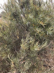 Rabdophaga strobiloides