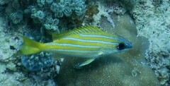 Lutjanus kasmira