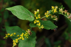 Solidago auriculata