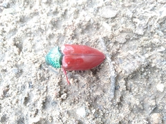 Sternocera chrysis