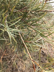 Rabdophaga strobiloides