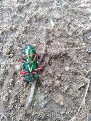 Sternocera chrysis