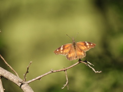 Libytheana carinenta mexicana