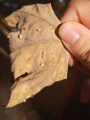 Dasineura communis