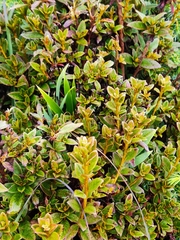 Rhododendron rubropilosum