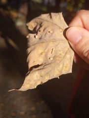 Dasineura communis
