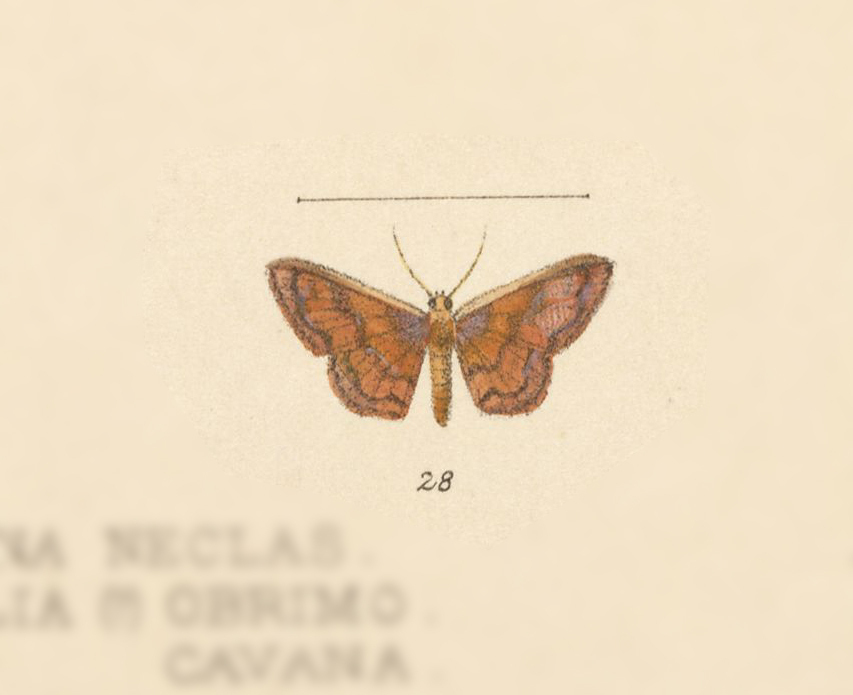 Leptostales nycteis