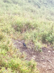 Tarsiger johnstoniae