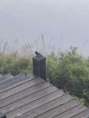 Tarsiger johnstoniae