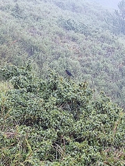 Tarsiger johnstoniae