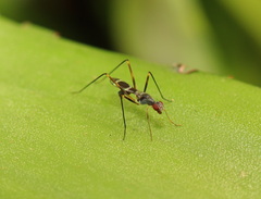 Metopochetus aequalis