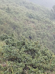 Tarsiger johnstoniae