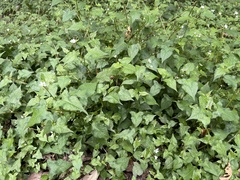 Persicaria biconvexa