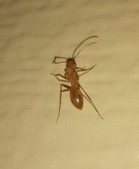 Camponotus festinatus