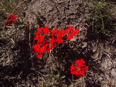 Glandularia peruviana