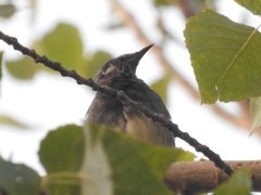 Spodiopsar cineraceus