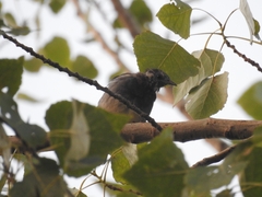 Spodiopsar cineraceus