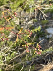 Euphorbia nutans