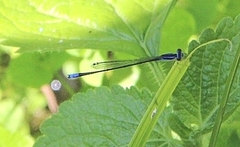 Aciagrion approximans