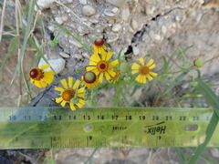 Helenium elegans