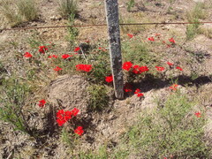 Glandularia peruviana