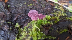 Ascocoryne sarcoides