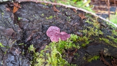 Ascocoryne sarcoides