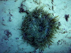 Heteractis